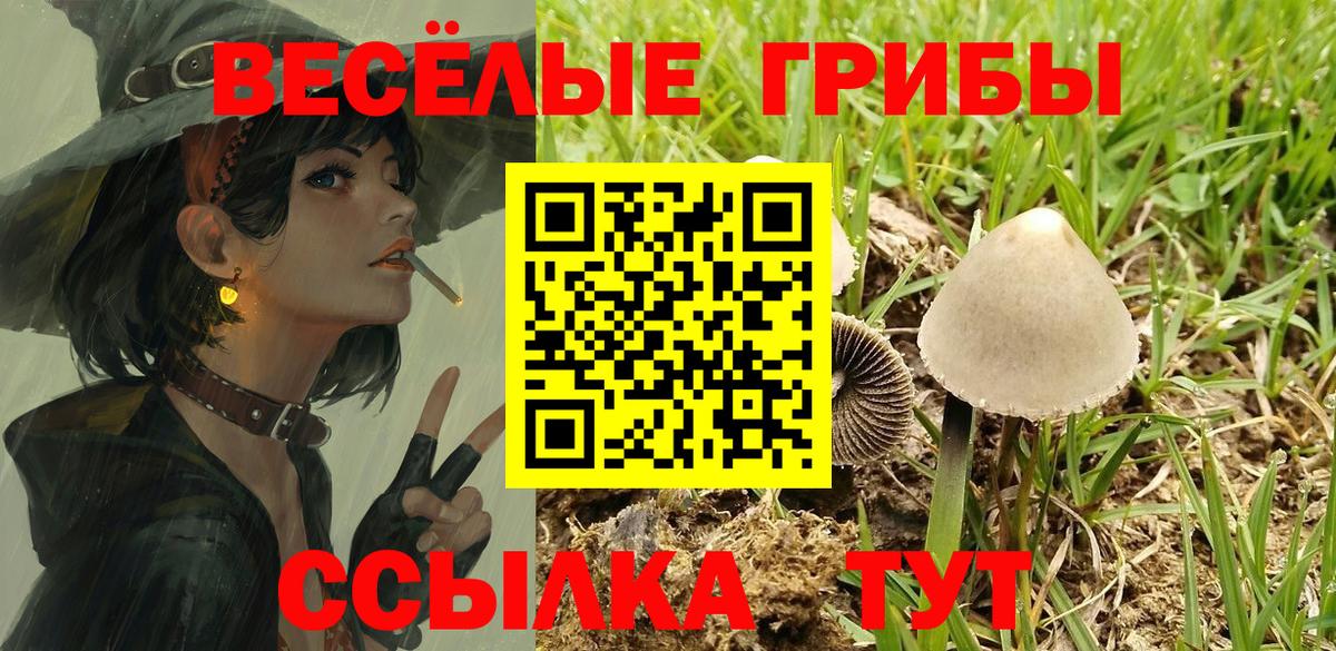 Псилоцибиновые грибы Psilocybe Черкесск